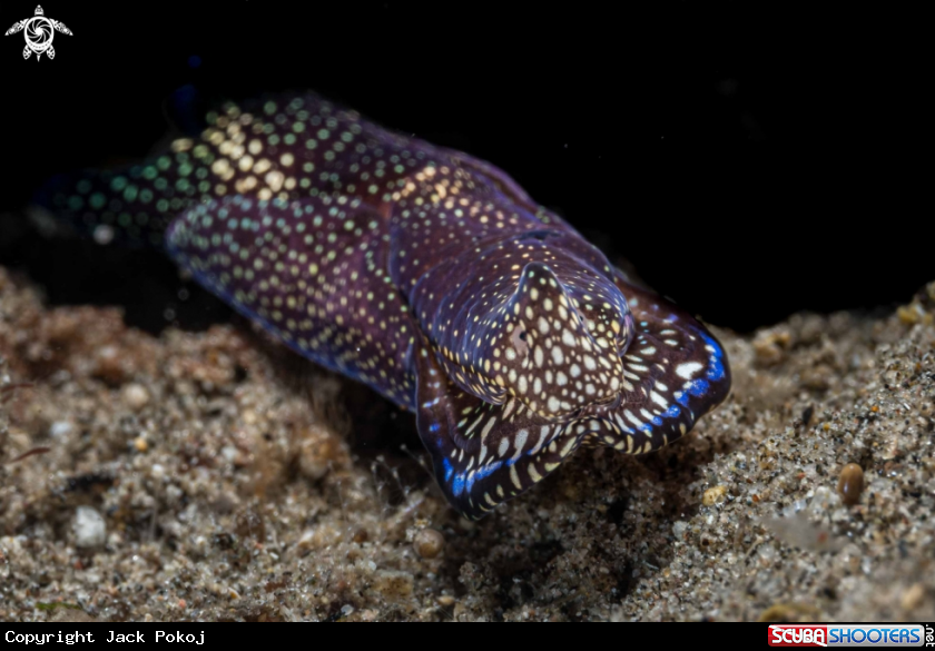 A Tubulophilinopsis reticulata