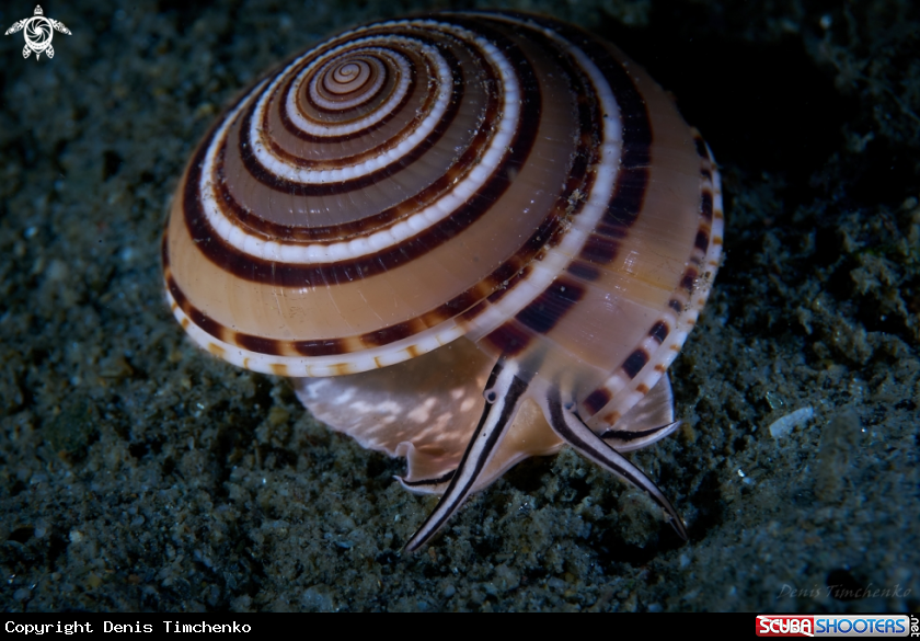 A MOLLUSC