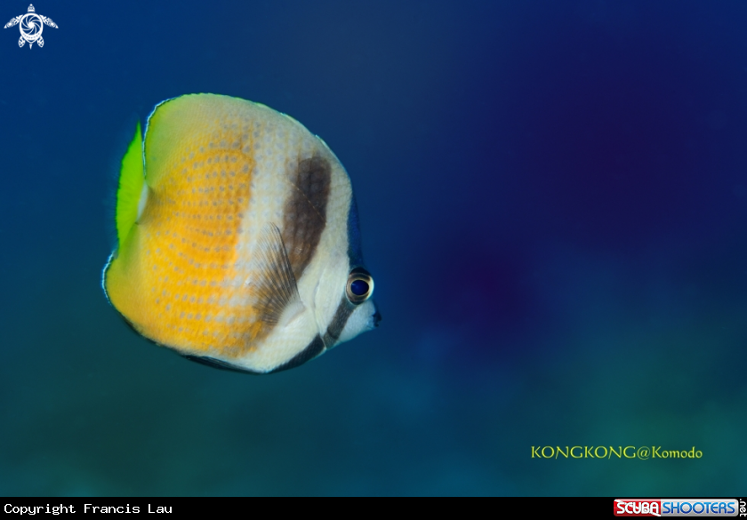 A Blacklip Butterflyfish