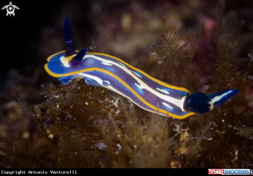 A Felimare tricolor nudibranch
