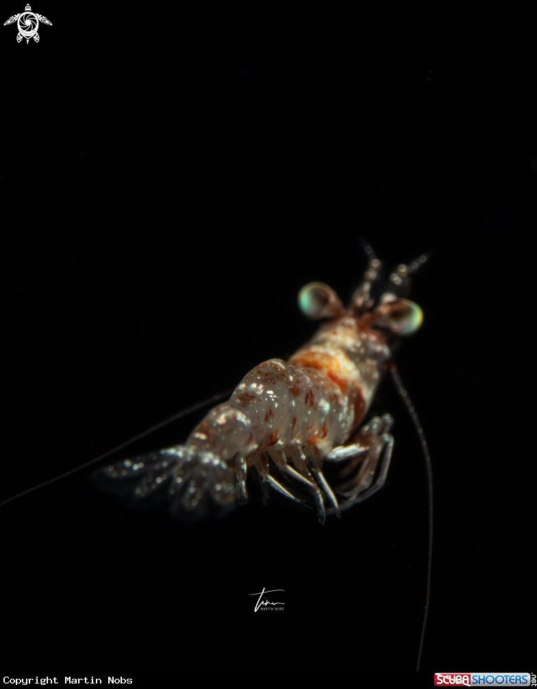 A Velvet shrimp