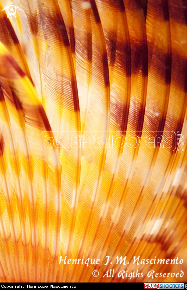 A espirografo