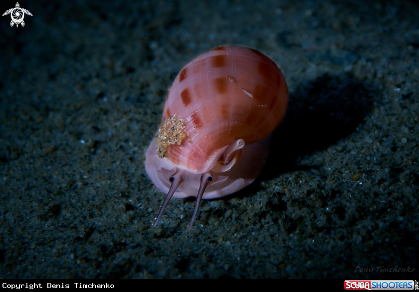 A MOLLUSC
