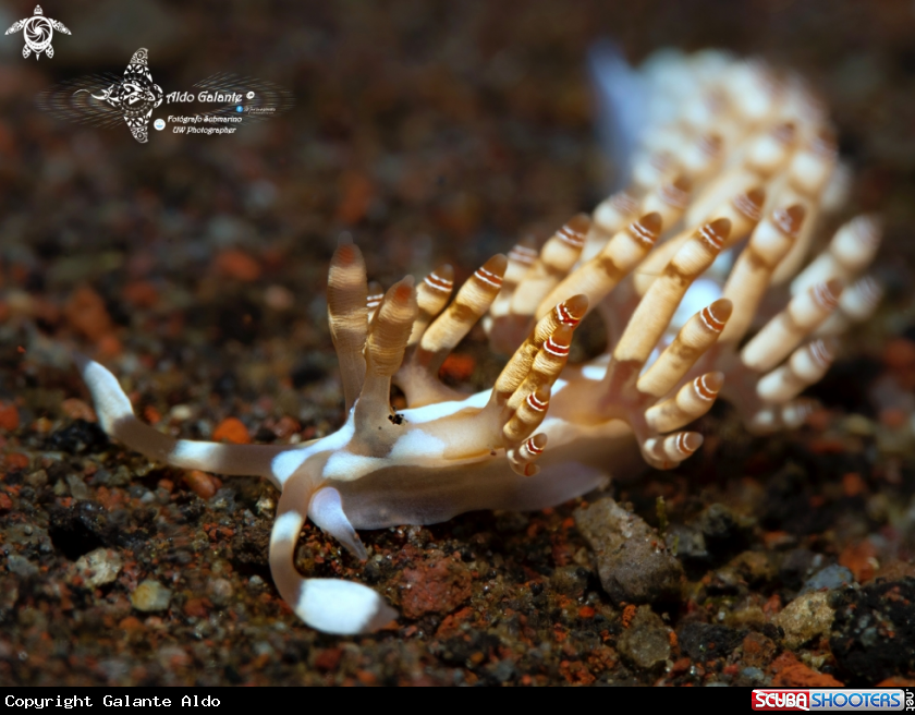 A Aeolid Nudibranch (20-25 mm)