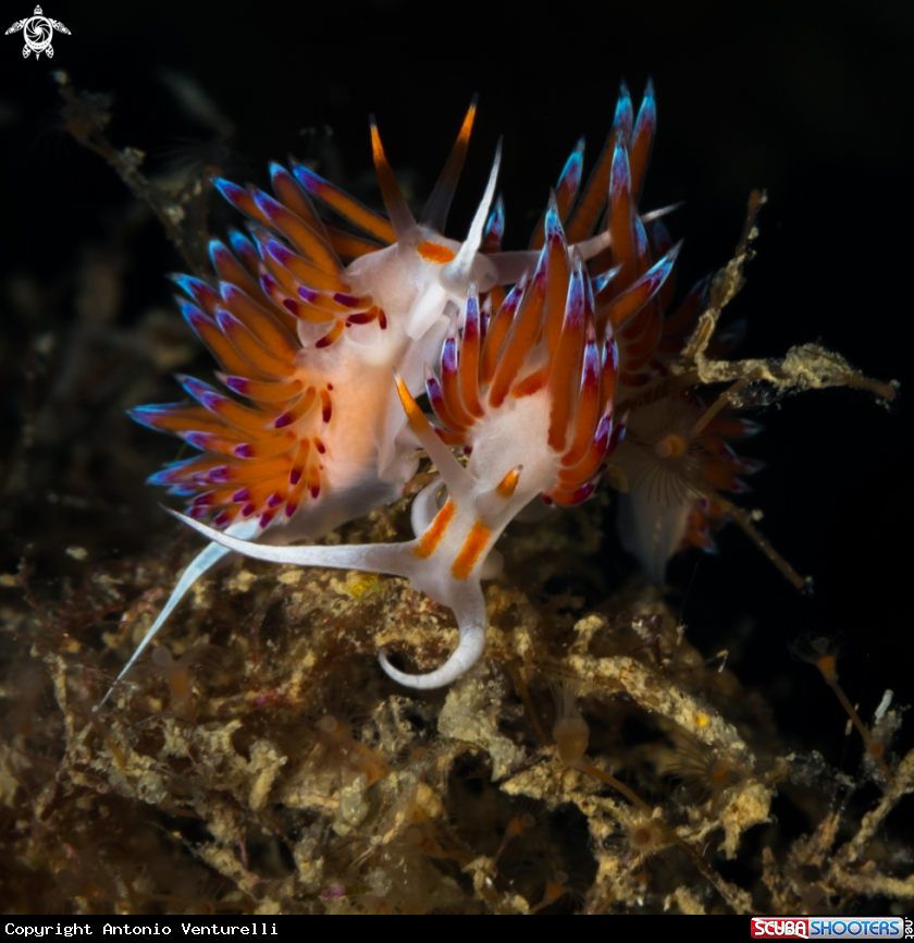 A Cratena nudibranch 
