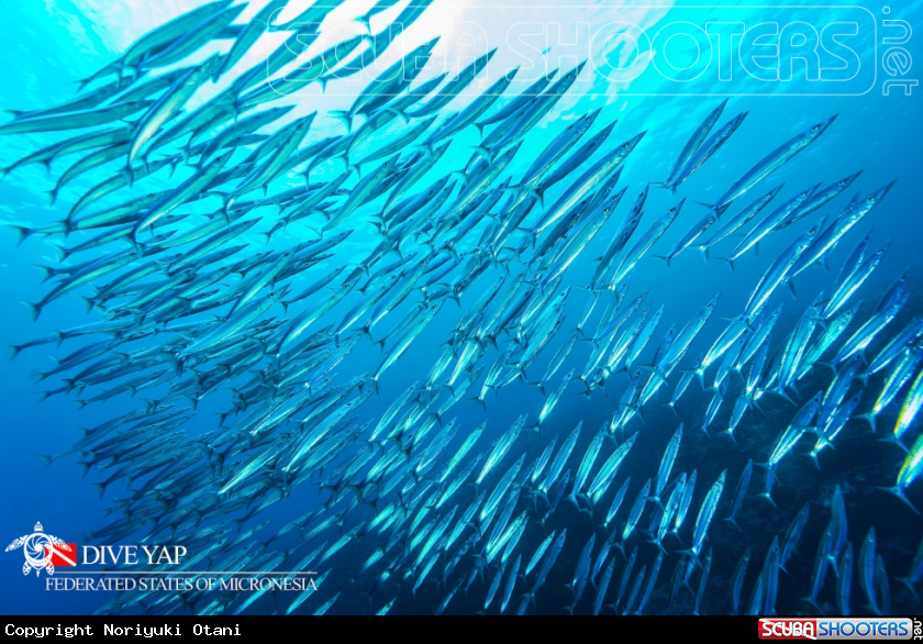 A Barracuda