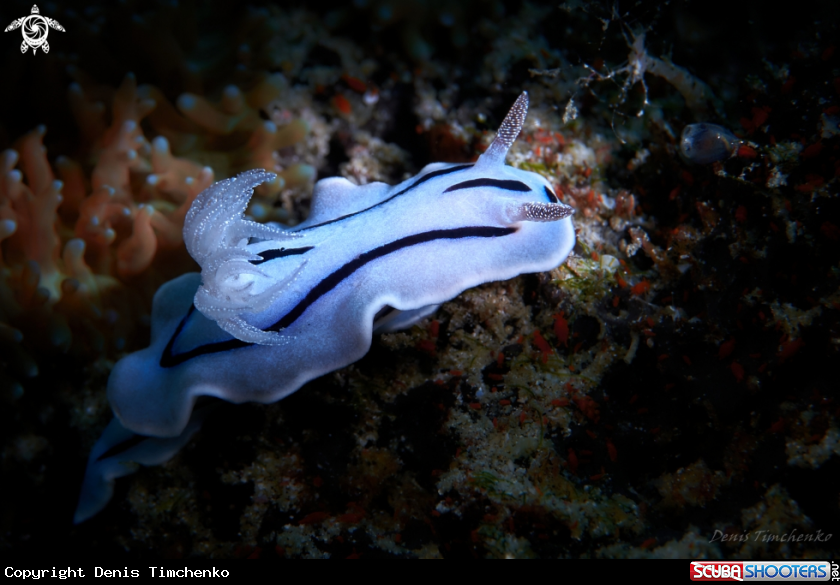 A NUDIBRANCH