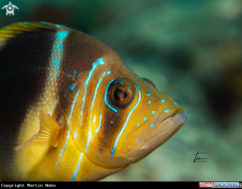 A Barred Hamlet
