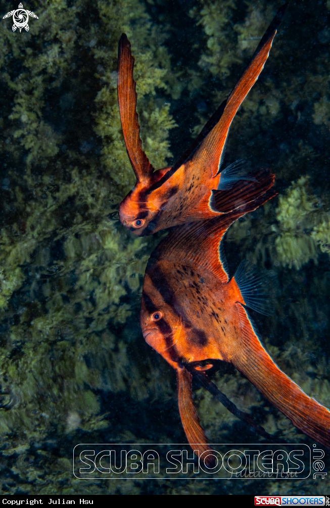 A Orbicular batfish