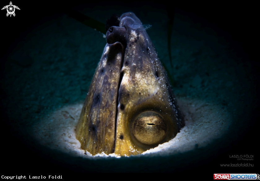 A Snake eel