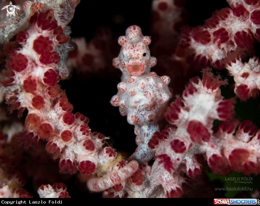 A Pygmy