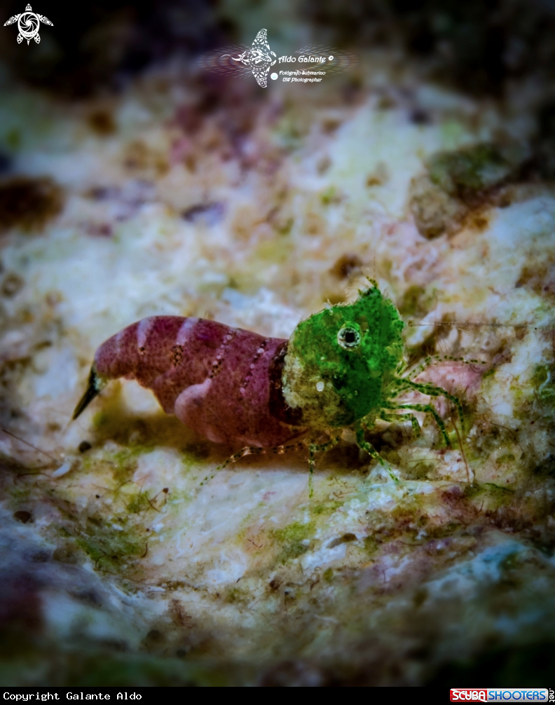 A SASHIMI SHRIMP 