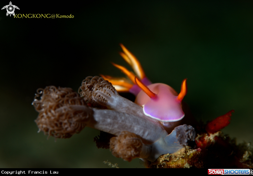 A Nudibranch 
