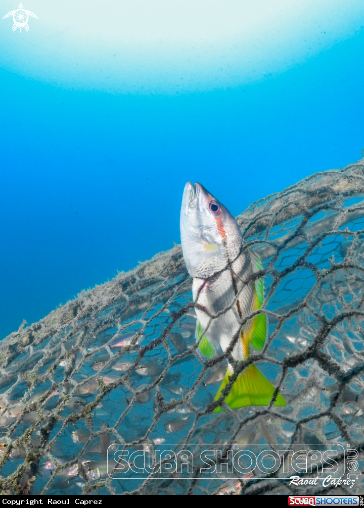 A Fish