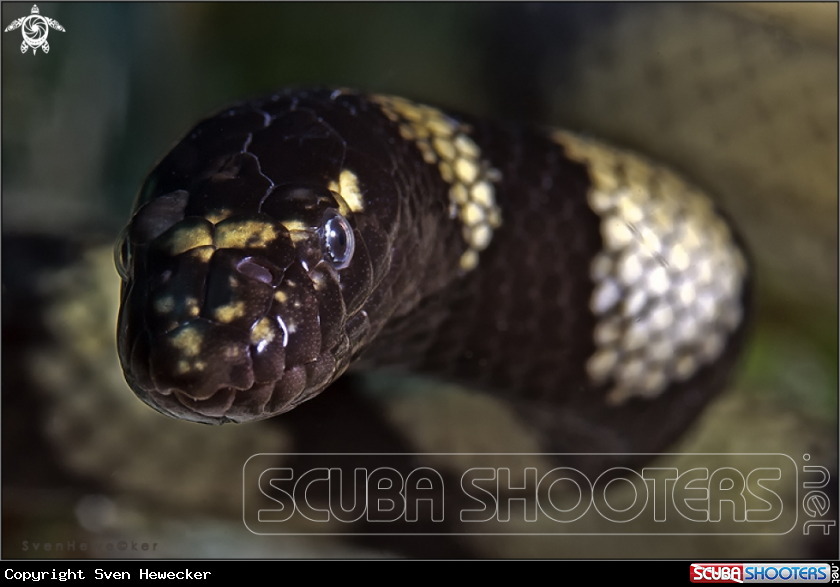A Annulated sea snake
