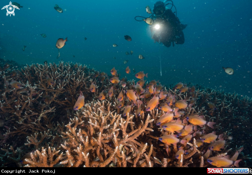 A Cardinalfish