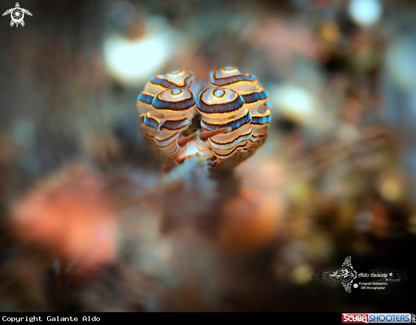A Doto Sea Slug