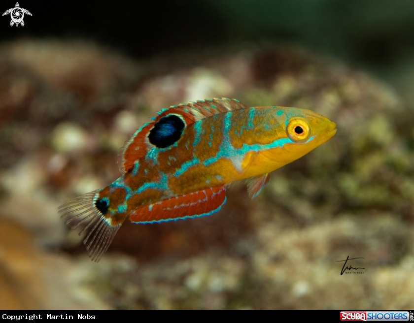 A The Puddingwife wrasse