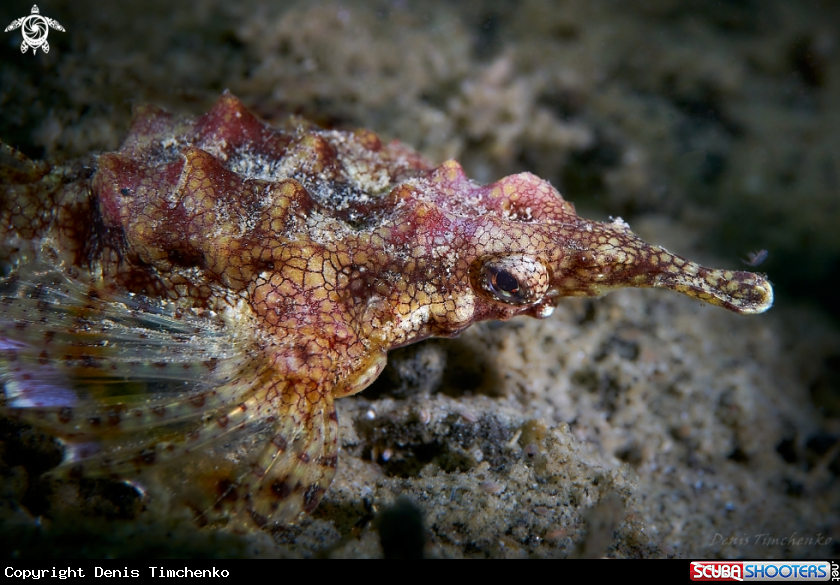 A FISH