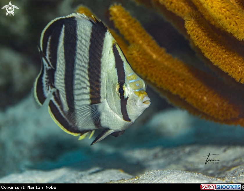 A Banded Butterflyfish