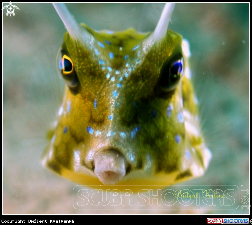 A Cow fish