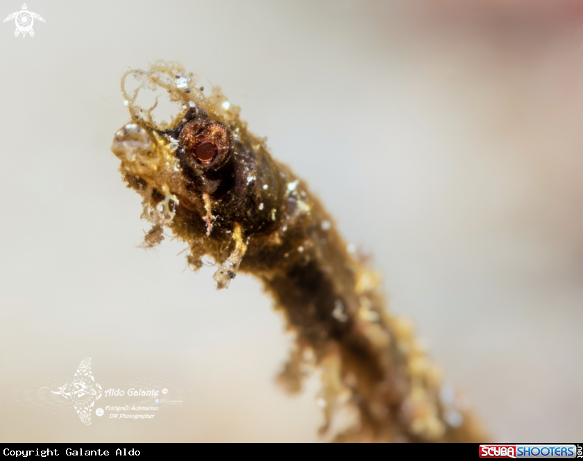 A Shortpouch Pygmy Pipehorse