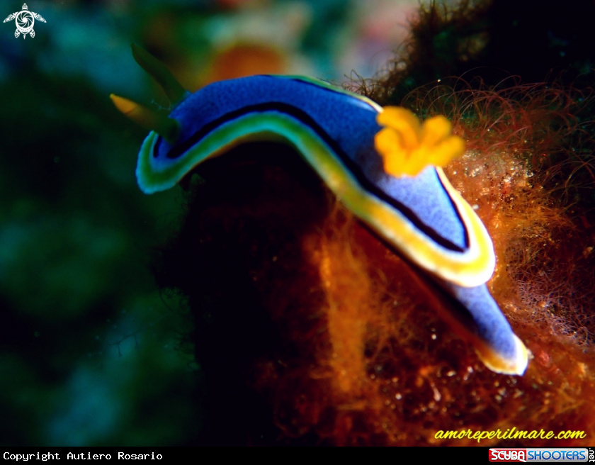 A Nudibranco
