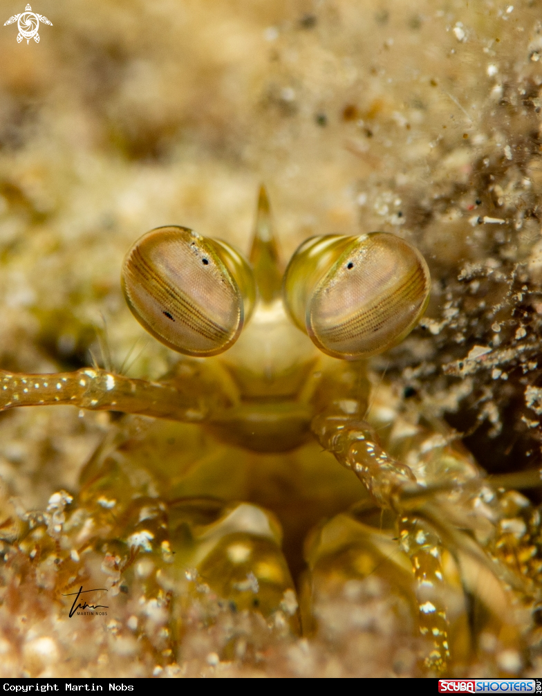 A Mantis shrimp