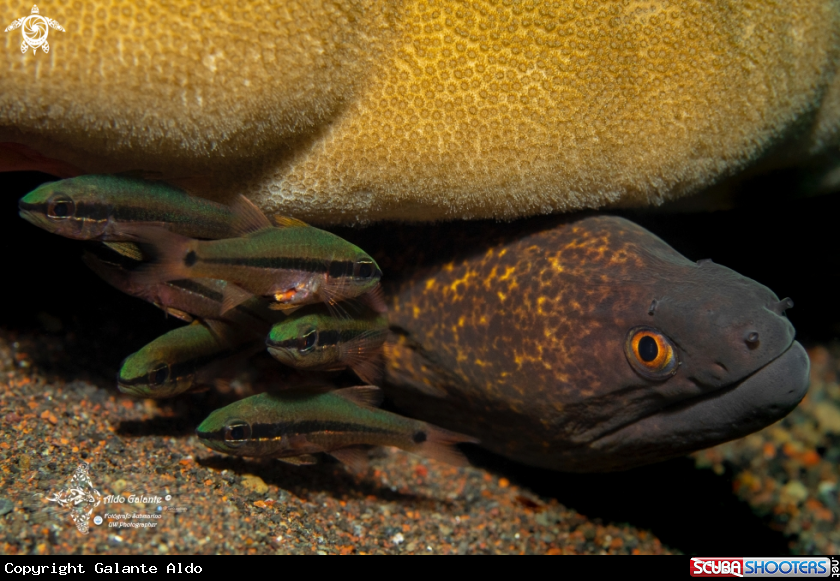 A Leopard Eel / Yellow Margin Moray Eel - Cardinal Fishes