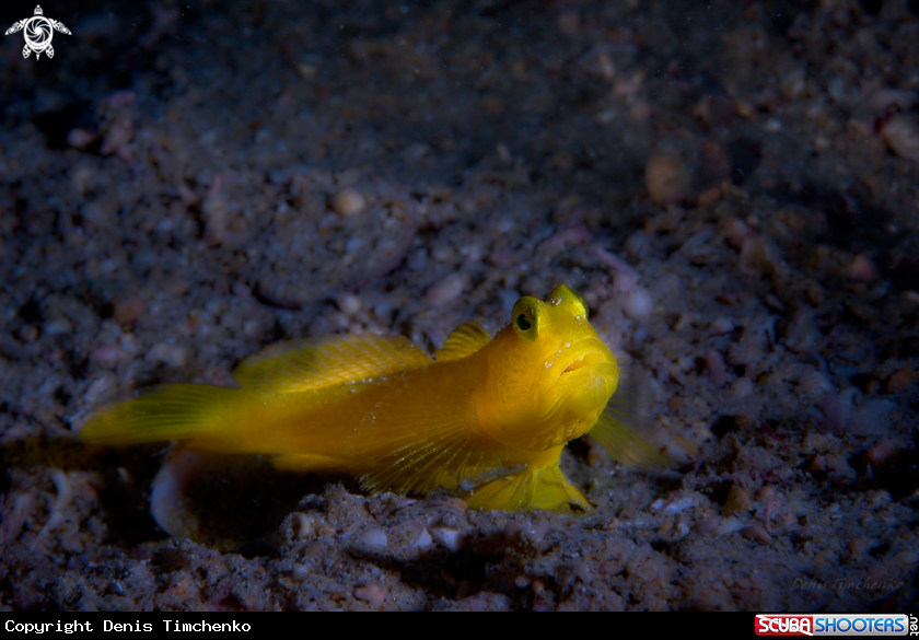 A GOBY