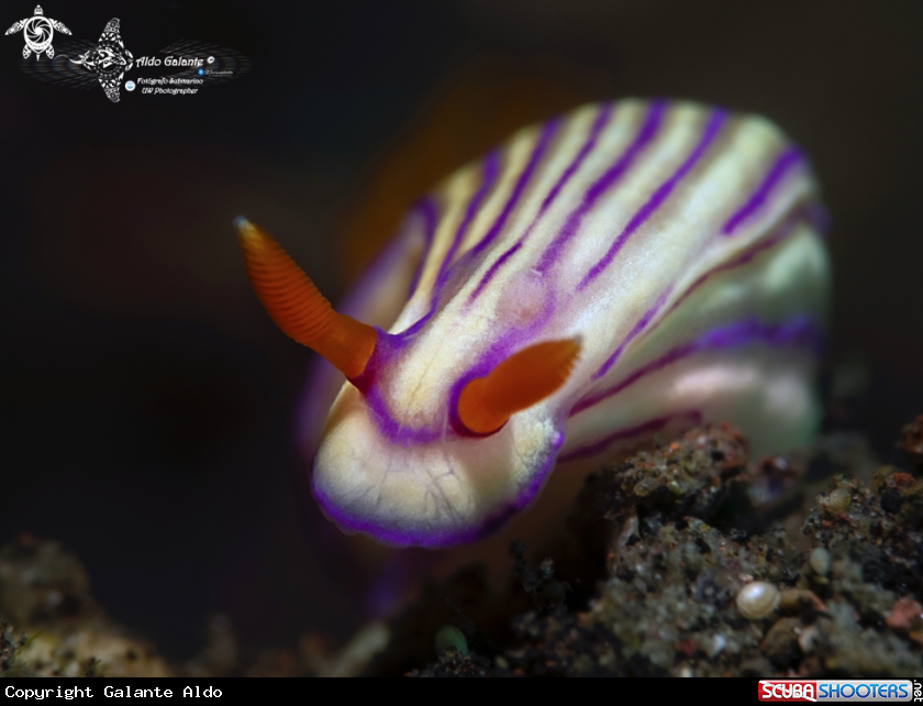 A Hypselodoris Nudibranch