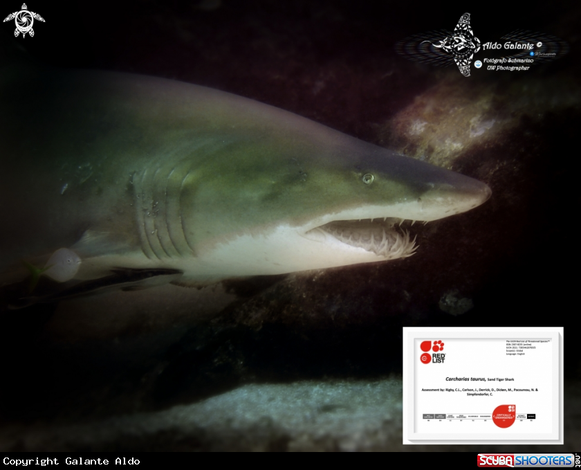 A Sand Tiger Shark - Ragged Tooth Shark - Escalandrún