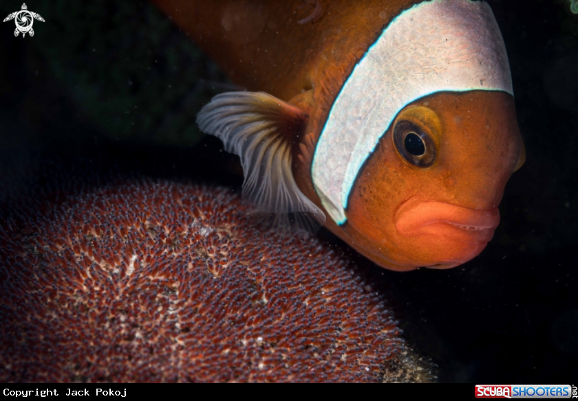 A Clownfish