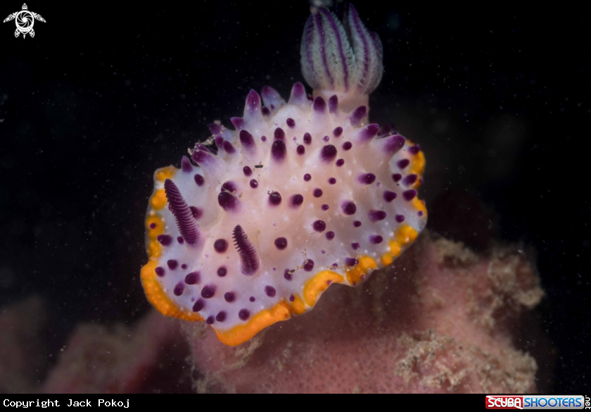 A Mexichromis macropus