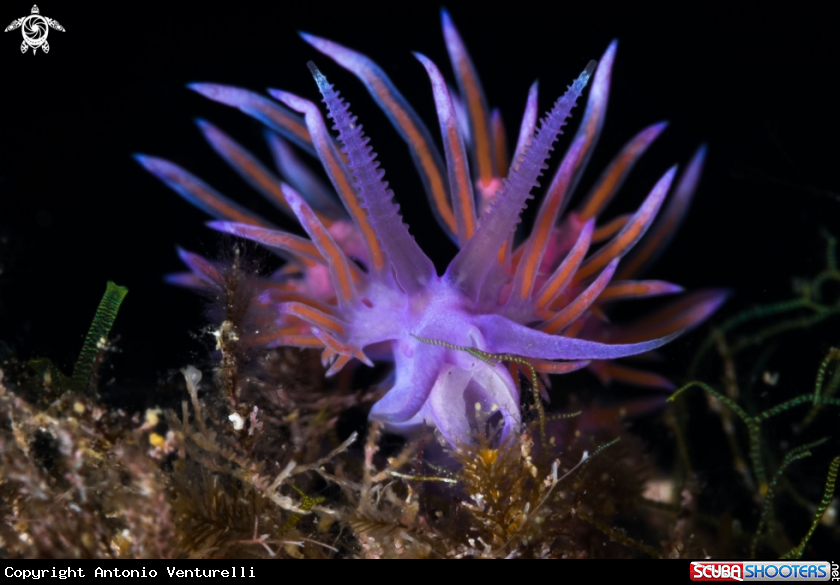 A Flabellina nudibranch