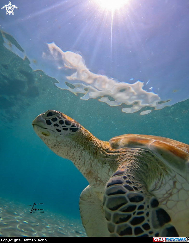 A Green sea turtle