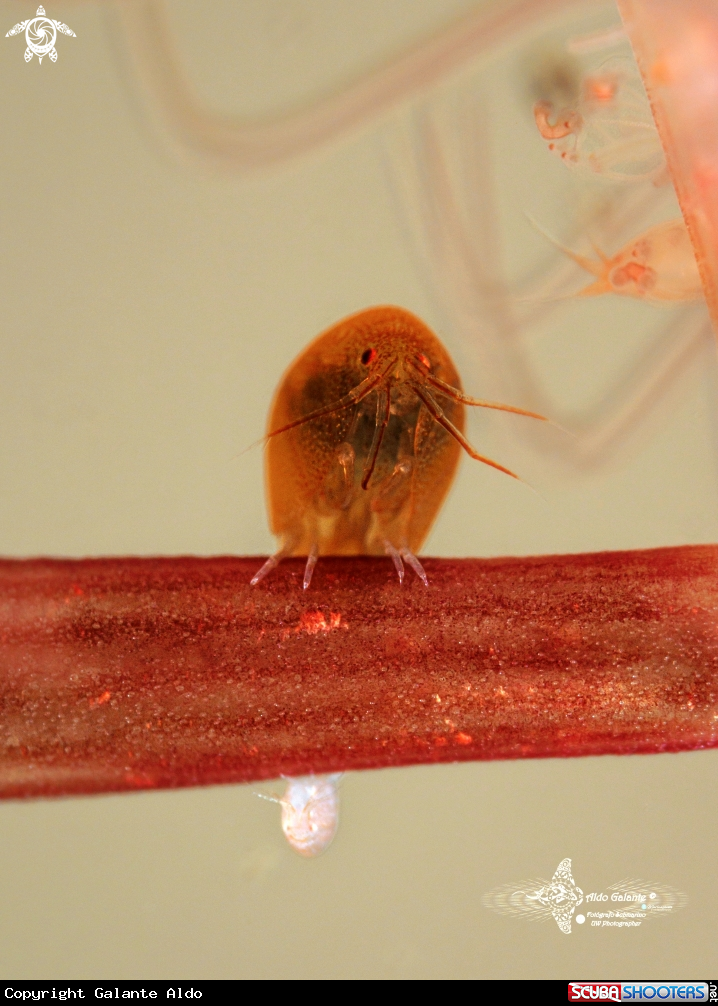 A Orange Ladybug Amphipod 