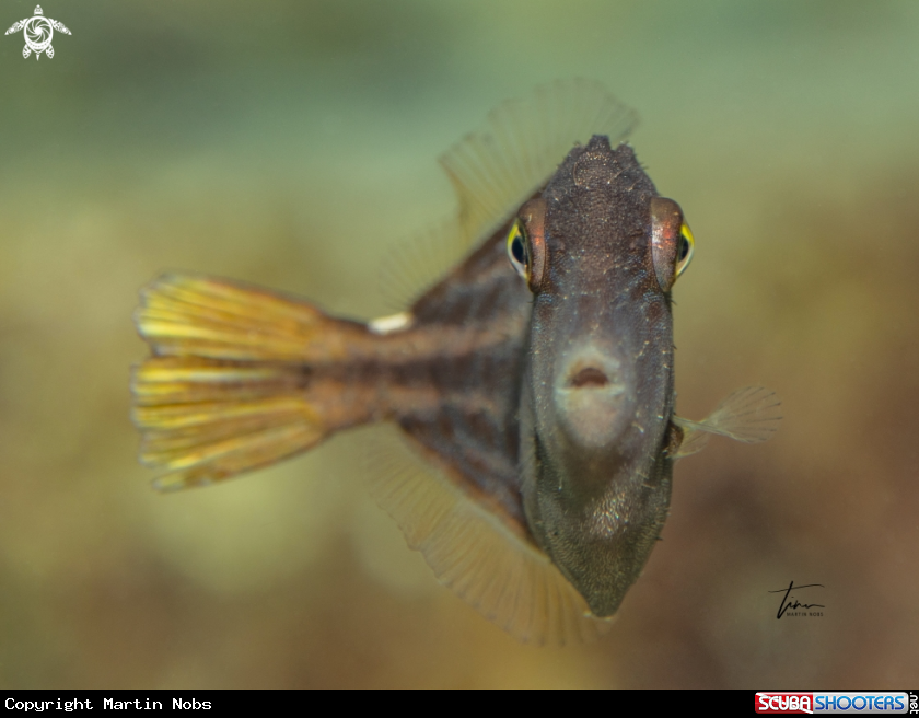 A Orangespotted Filefish