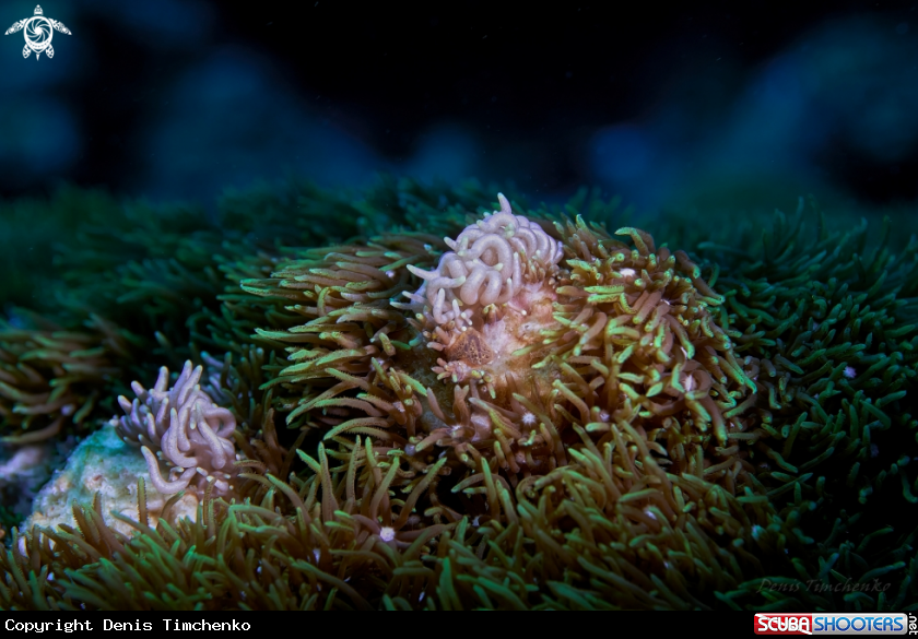 A NUDIBRANCH