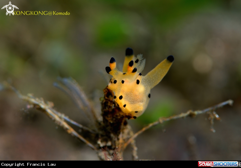 A Pikachu Nudibranch