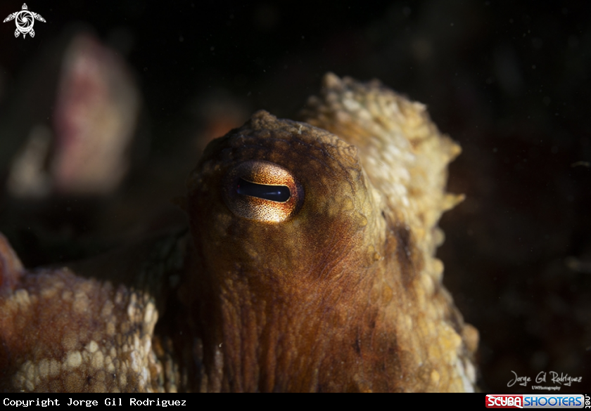 A Common octopus