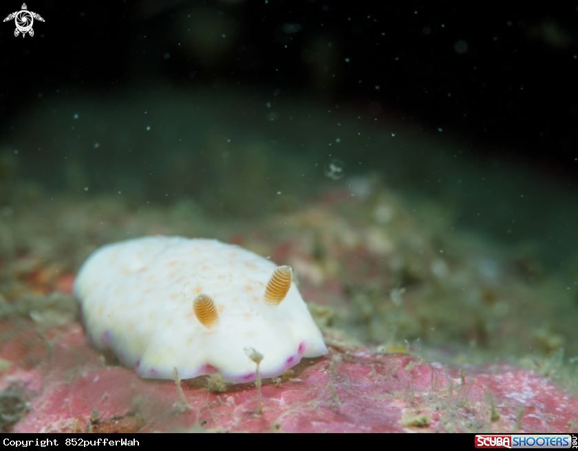 A Nudi