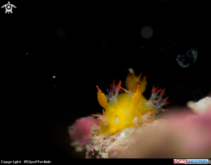 A Nudi