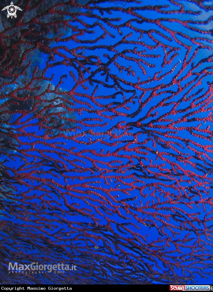 A gorgonia