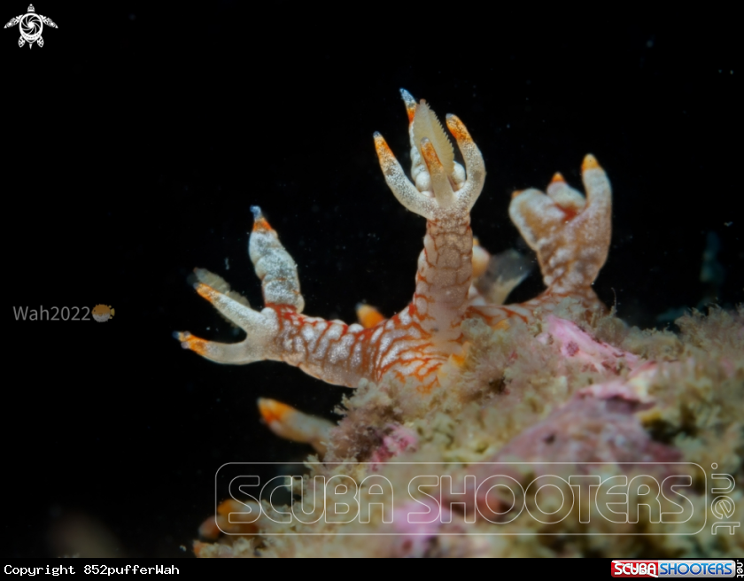 A Nudi