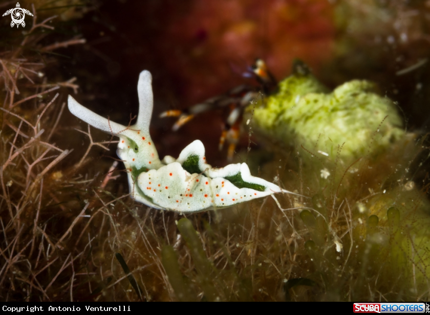 A Elysia timida nudibranch
