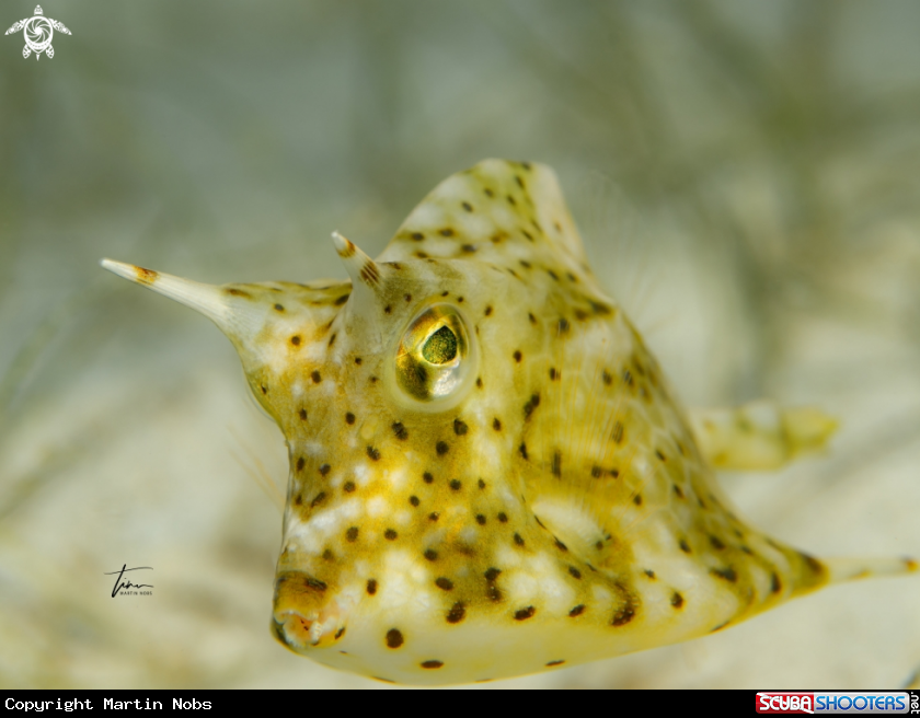 A Honeycomb Cowfish