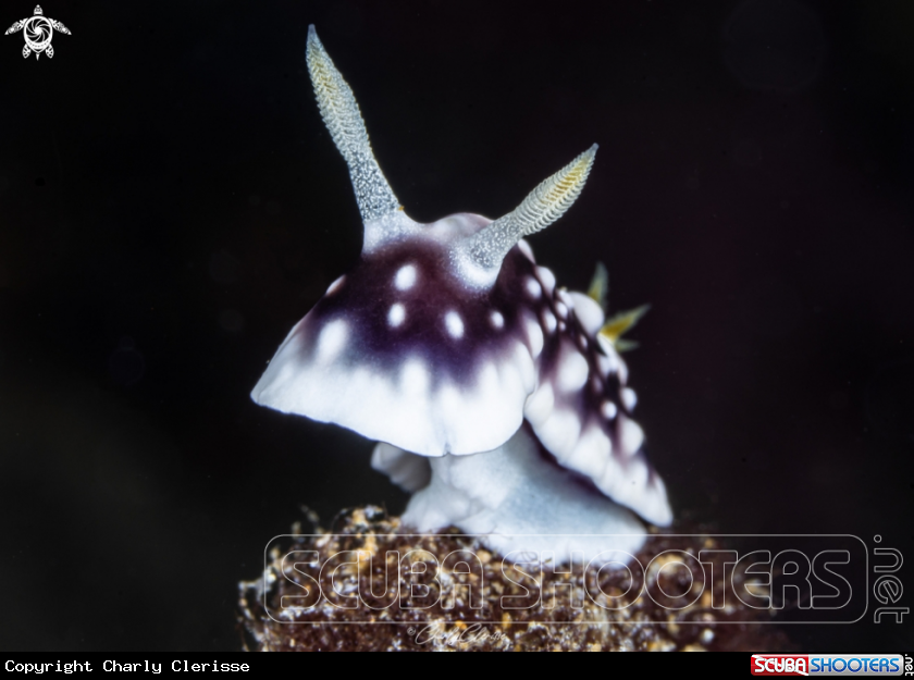 A Goniobranchus geometricus