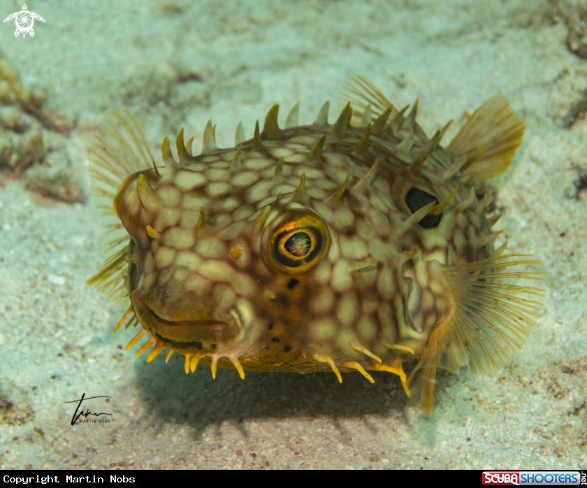 A Web Burrfish