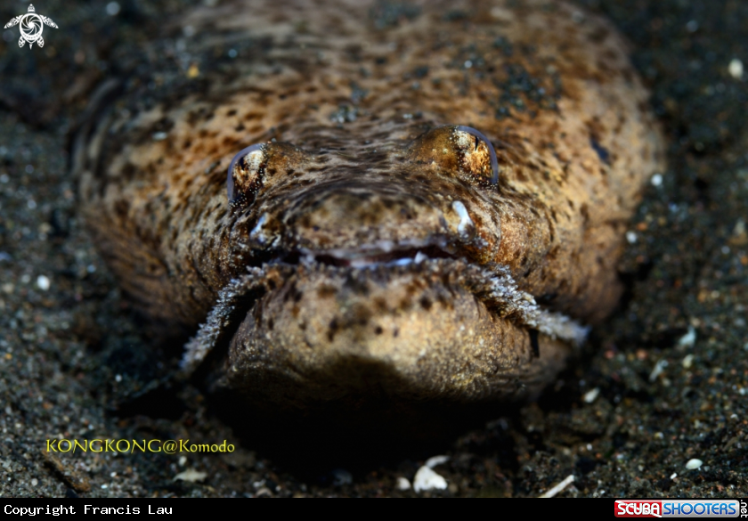 A Crocodile Snake Eel